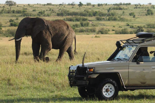 Projects wildlife safaris